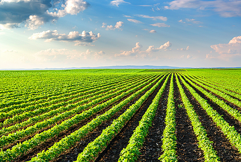 ФХ "Рафинад"  - производственная овощная база