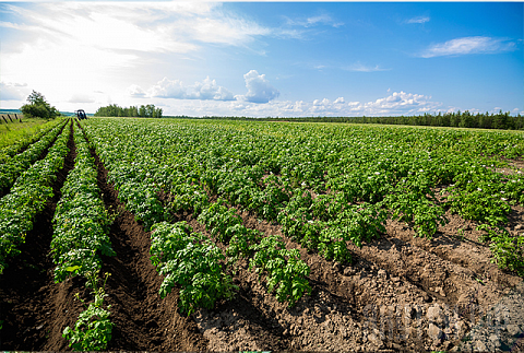 Рафинад 1 - Поле